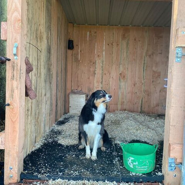 chien dans le box
