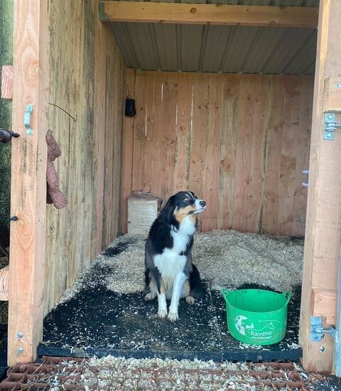 chien dans le box