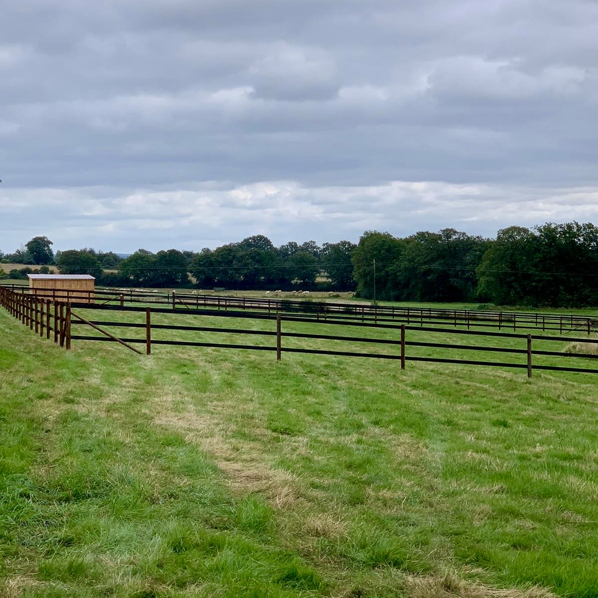 cloture pour chevaux en bande de polyéthylène noir hsw3 abrivert