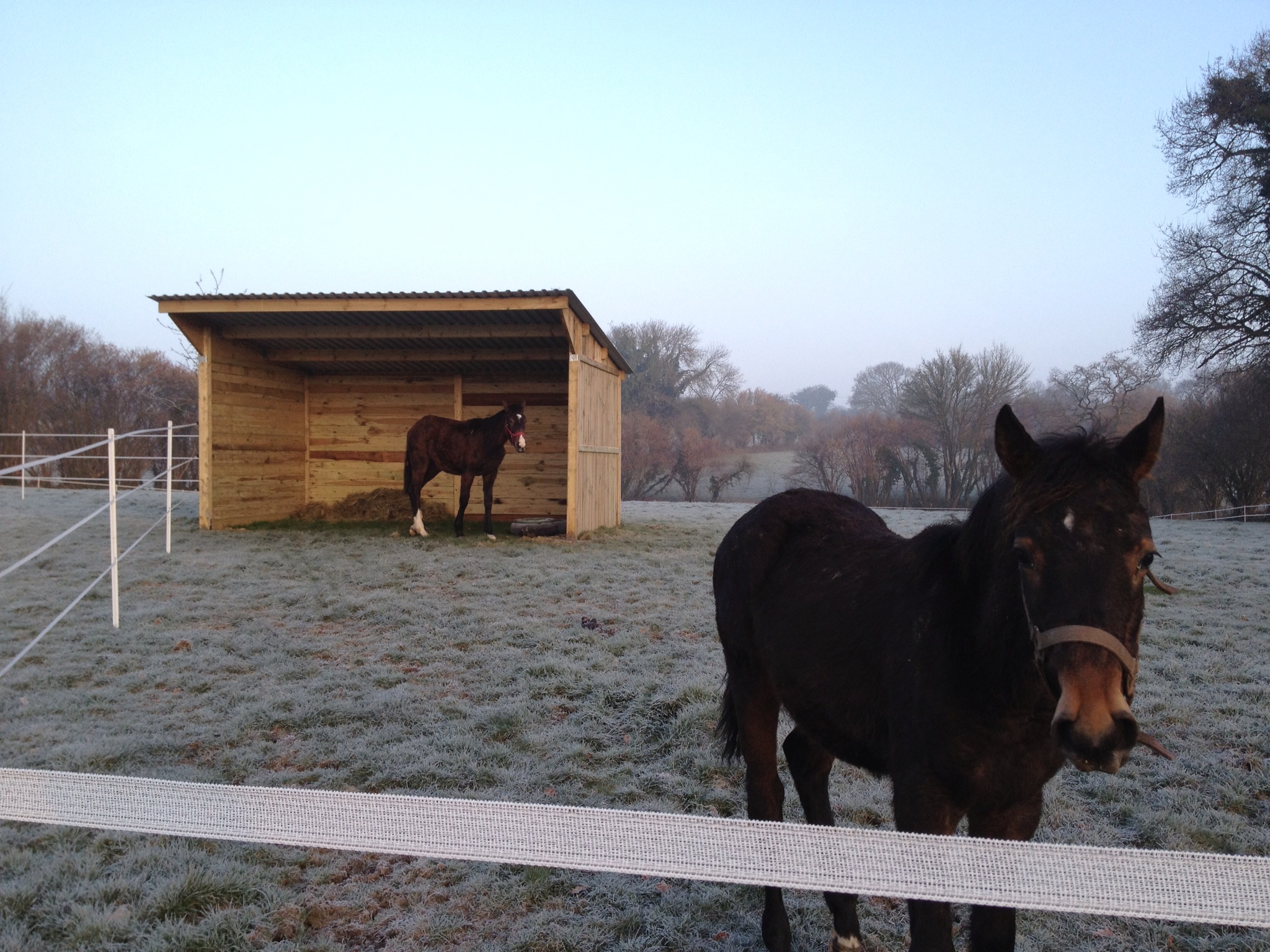 Abri pour chevaux à panneaux, vue à mi-distance, occupé par 2 chevaux.