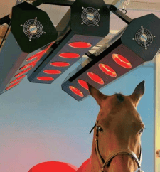 Solarium à 3 lignes en cours d'utilisation sur un cheval.